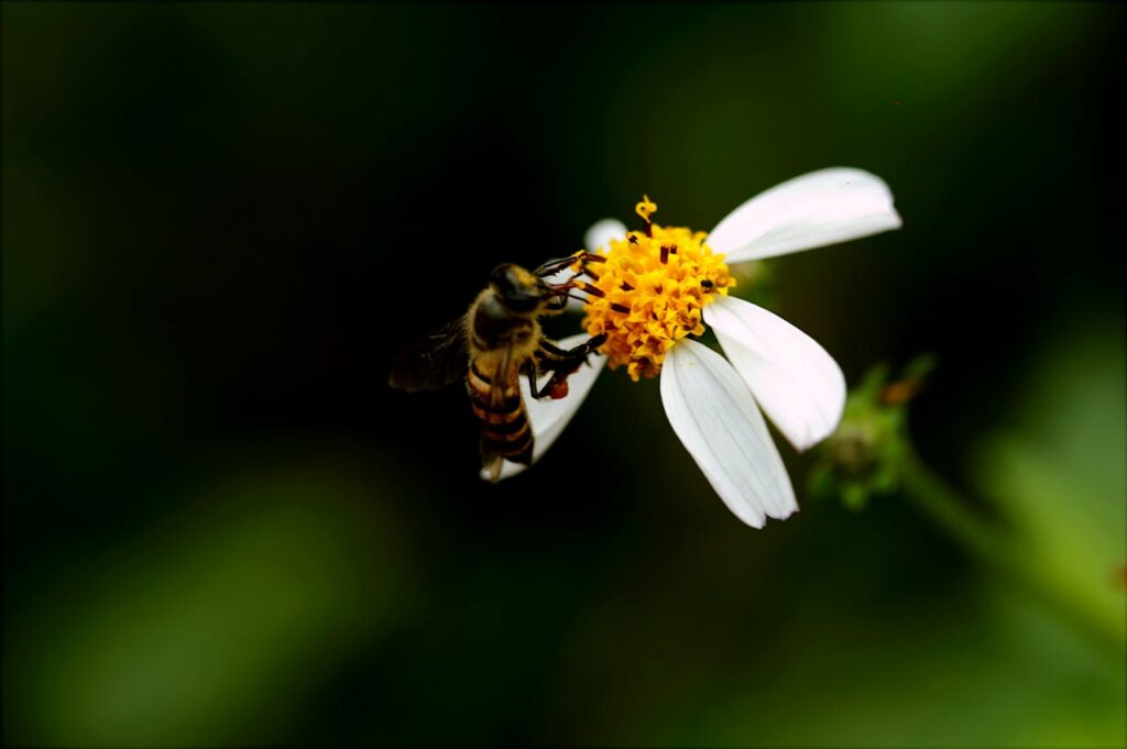Close-up of a honeybee collecting pollen from a white flower, showing pollination process.