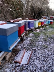 Rucher avec de la neige