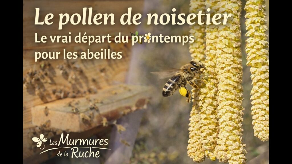 Miniature de la vidéo sur le pollen de noisetier.